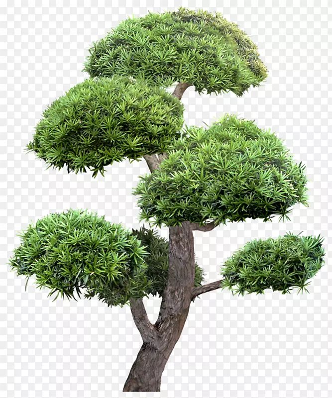 伞状绿树