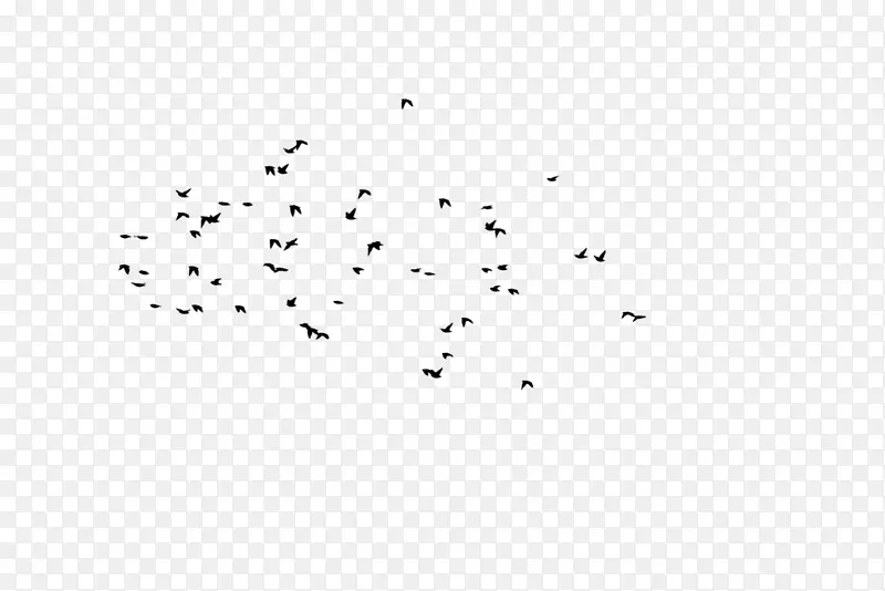 一群乌鸦在空中展翅飞翔