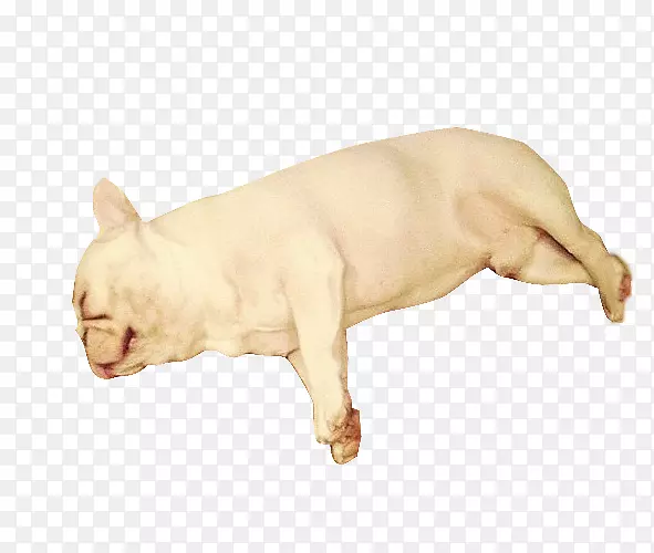 睡着的狗