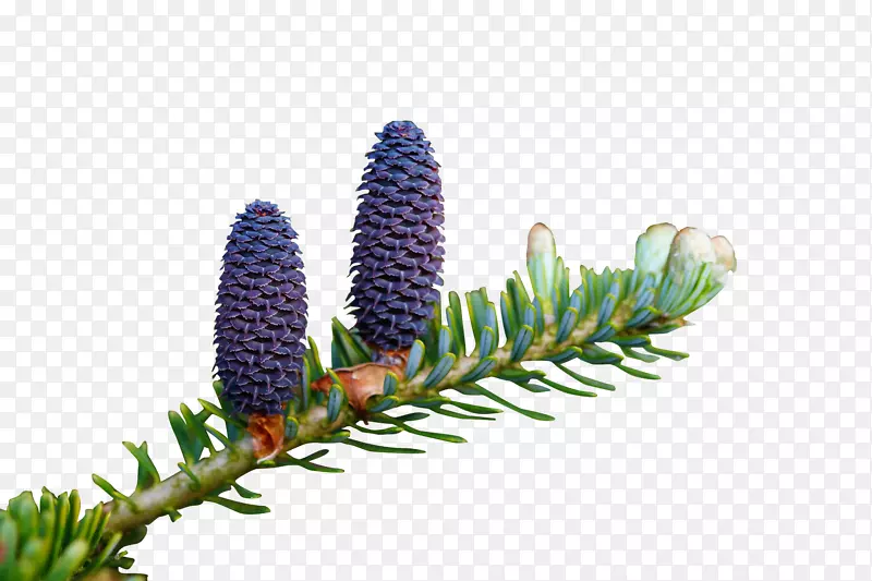 紫蓝色免抠开花植物