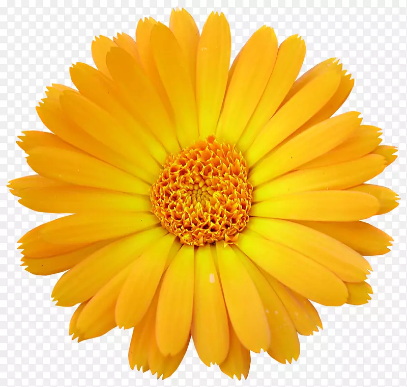 一朵黄色的大菊花