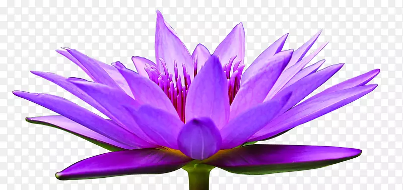 荷花-盛开的紫花