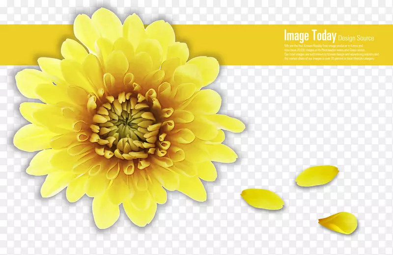 黄色菊花花瓣装饰