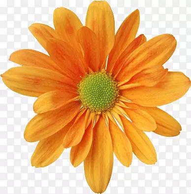 橘黄色的菊花