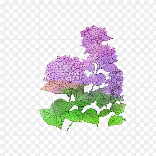 紫色绣球花素材家园