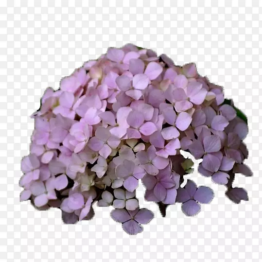 淡紫色绣球花
