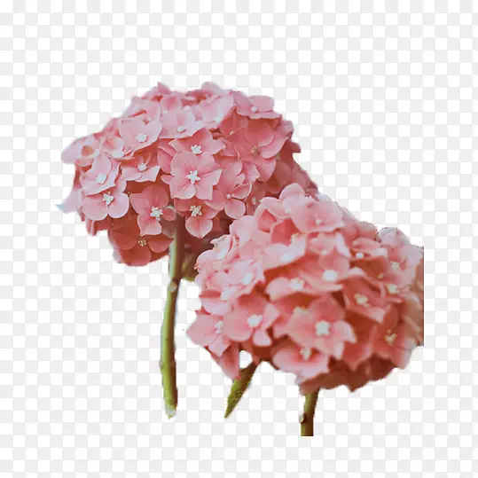粉色绣球花