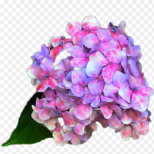 紫红色绣球花