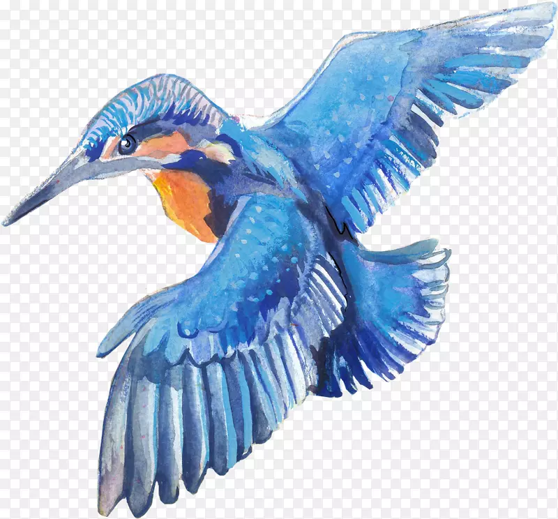 手绘水彩蓝色蜂鸟
