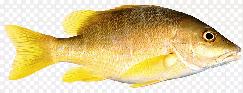 金色的鱼免抠素材