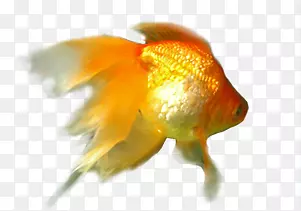 高清摄影金色的小金鱼