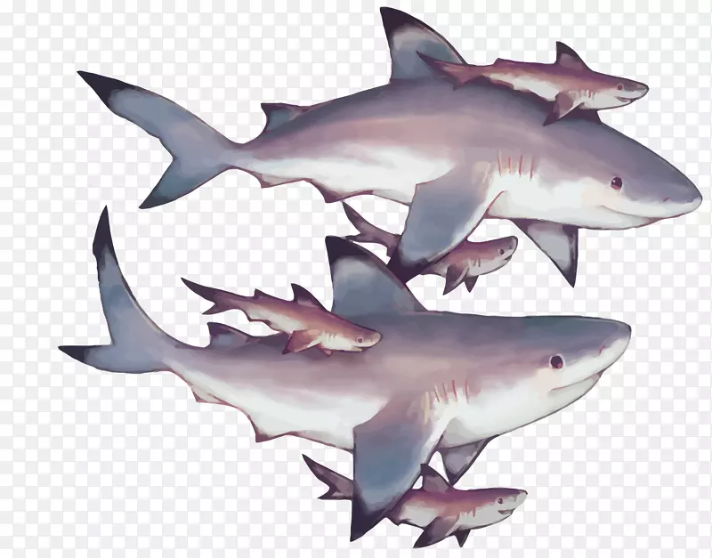 矢量鲨鱼群