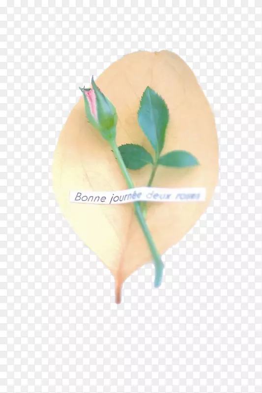 玫瑰