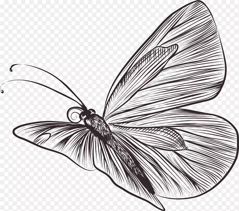 手绘飞翔的蝴蝶