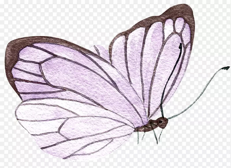 手绘紫色的蝴蝶免抠图