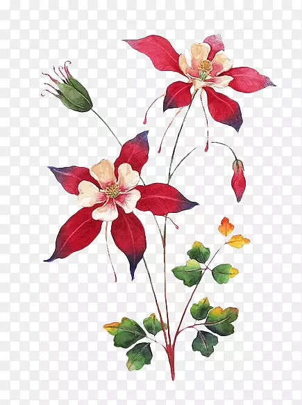 花枝