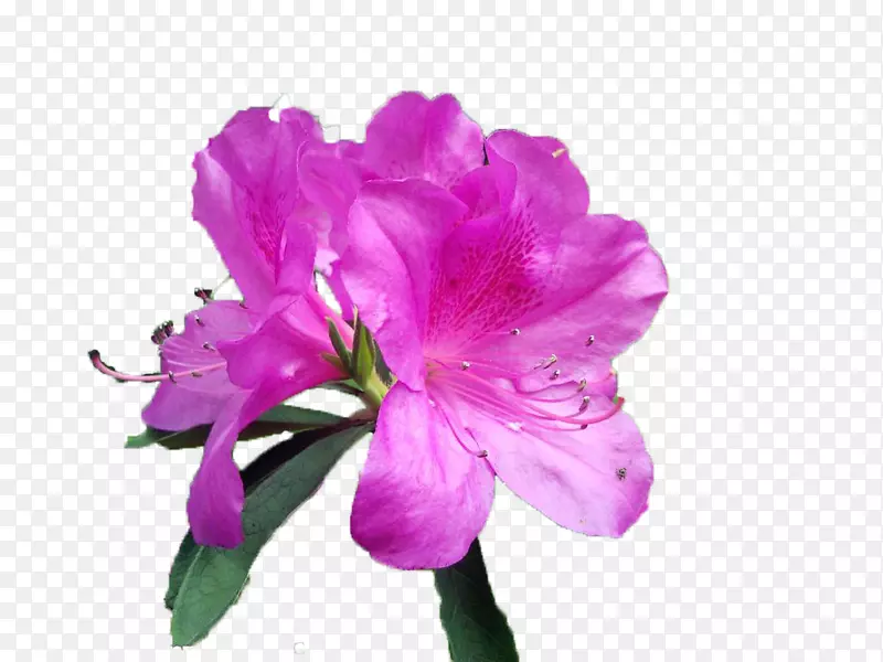 两朵紫色杜鹃花瓣