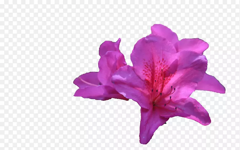 几朵紫色的杜鹃花