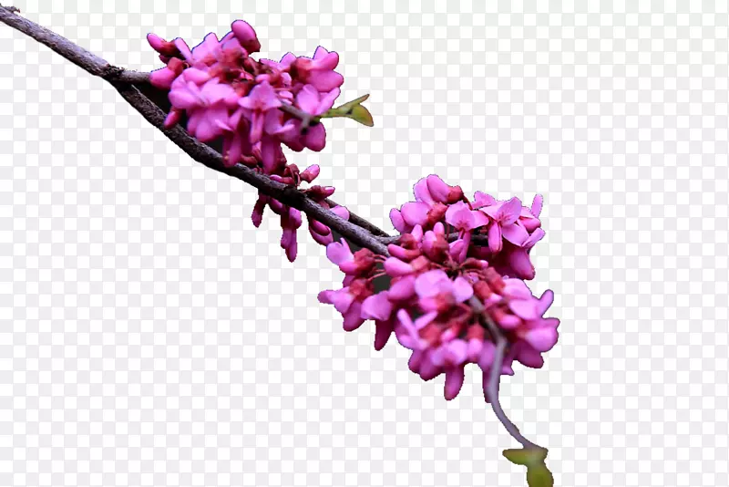 紫金花植物