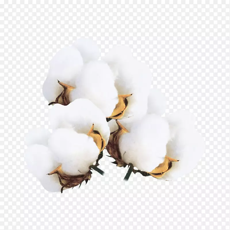 白色棉花团免抠素材