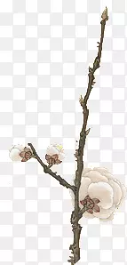 花枝
