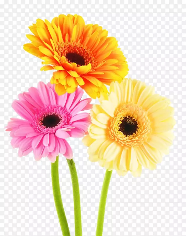 三朵不同颜色的菊花