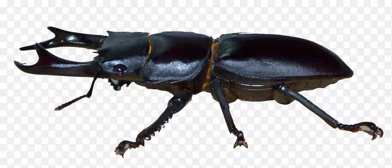 锹甲虫