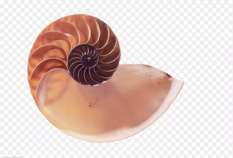 棕色螺旋状的海螺手绘
