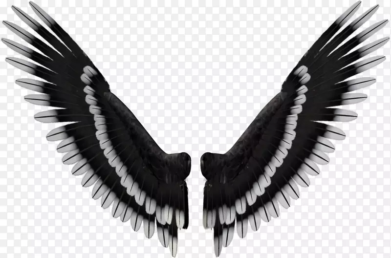 一对黑色翅膀