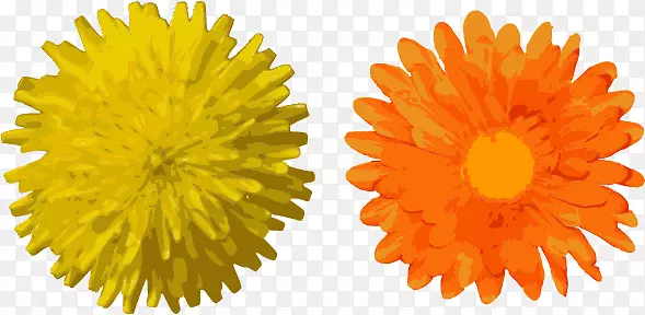 矢量图两朵菊花