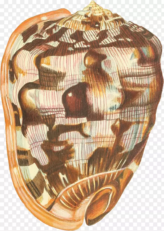 多样的手绘海螺壳-9