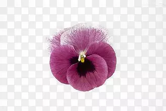 紫红色三色堇