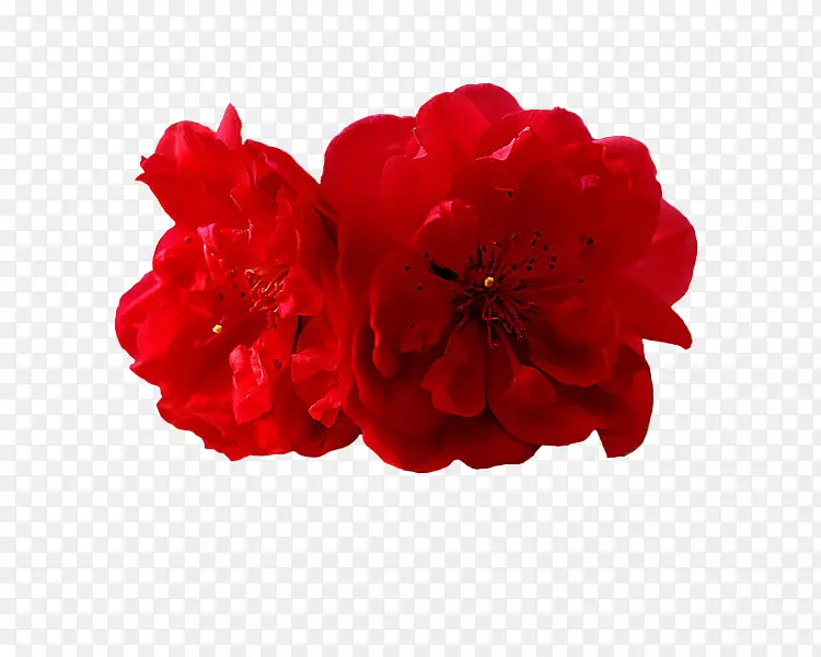 两朵红色梅花