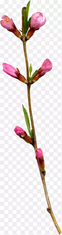 紫红色鲜花