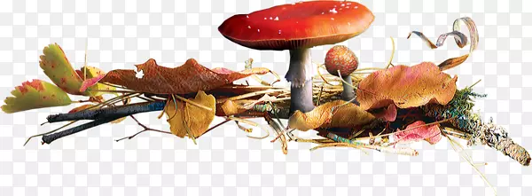 树叶堆里的蘑菇