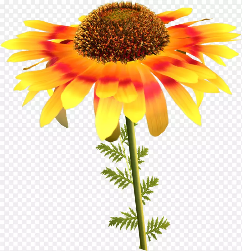花卉