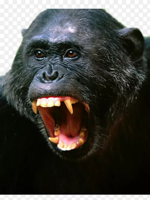 愤怒的黑猩猩