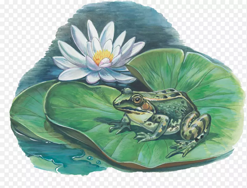 手绘荷叶上的青蛙