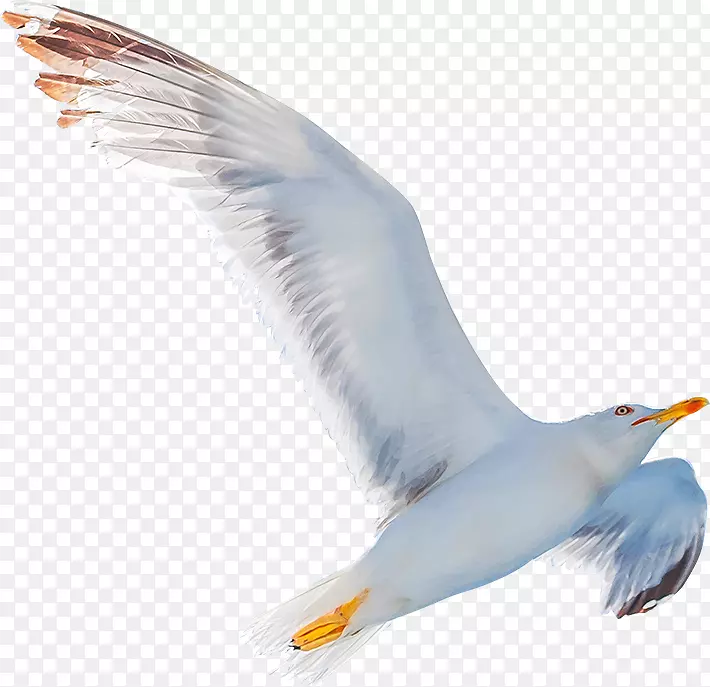 自由飞翔的海鸥摄影