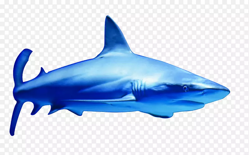 海洋大鲨鱼-shark