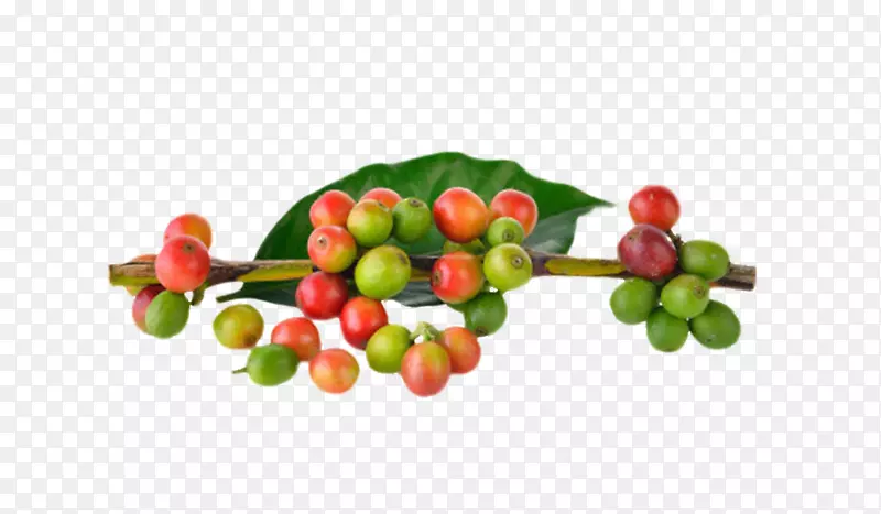 红绿色带树枝的咖啡果实物