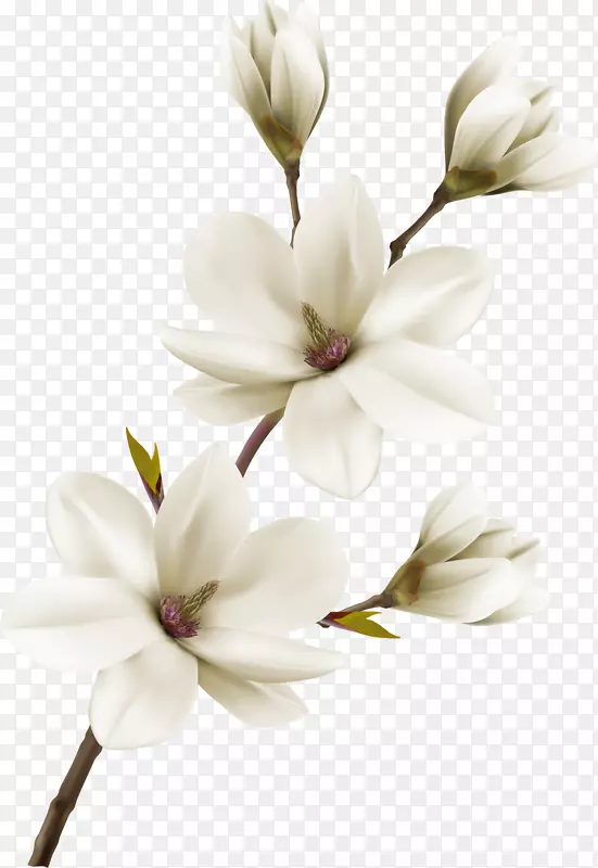 清新唯美白玉兰花图片