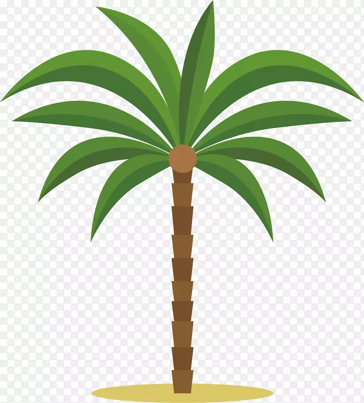 枝繁叶茂的椰子树