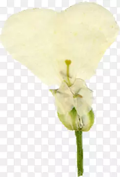 精美压花干花黄色花瓣