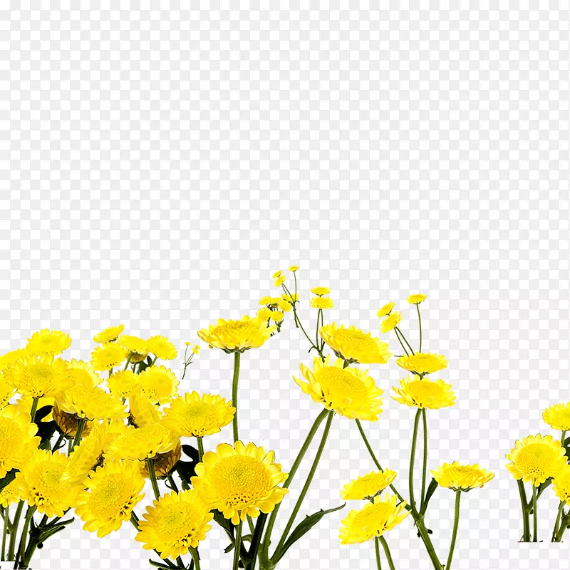 黄色小花