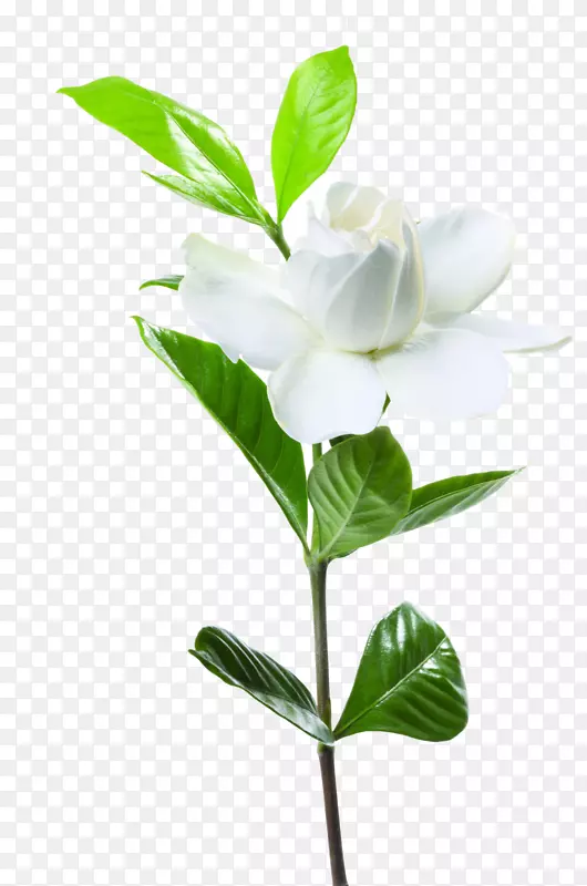 新鲜春节的白色山茶花