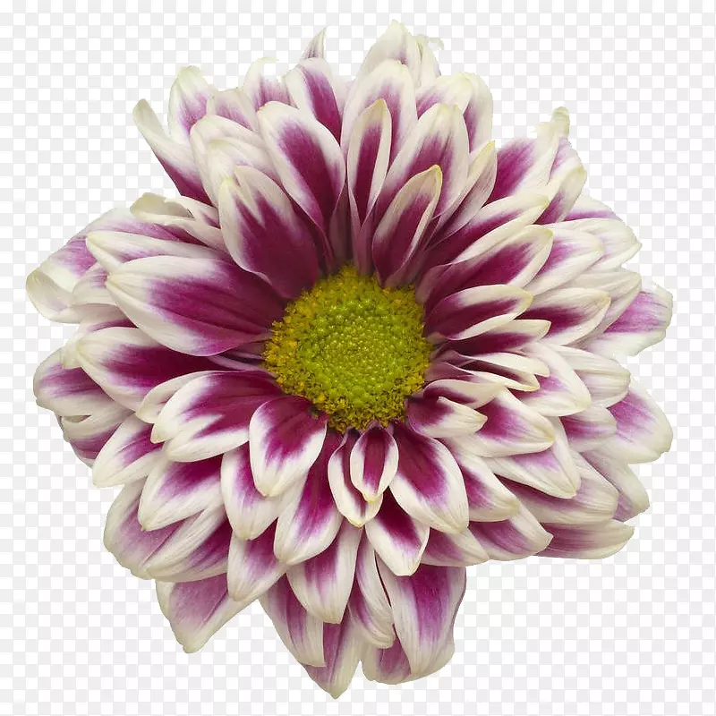 白紫色的大丽花