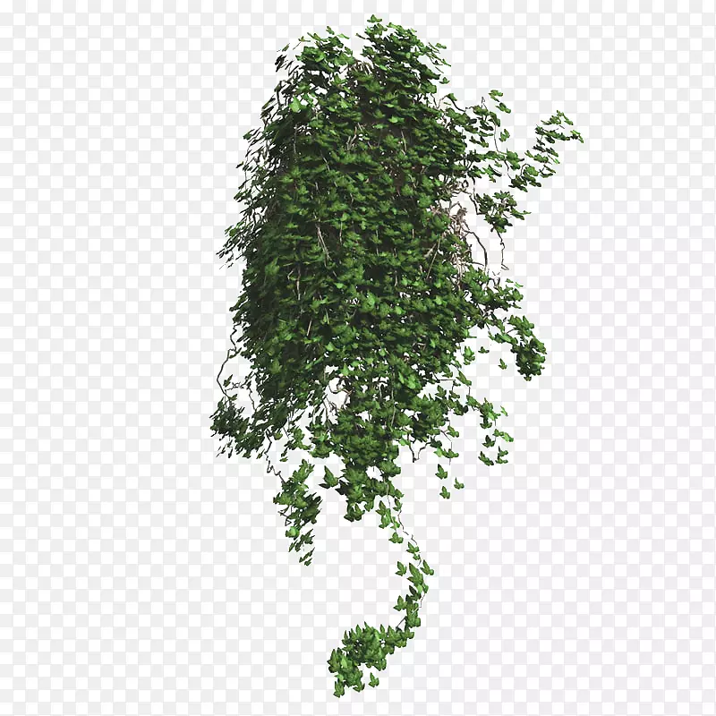 一簇绿色藤蔓垂吊植物