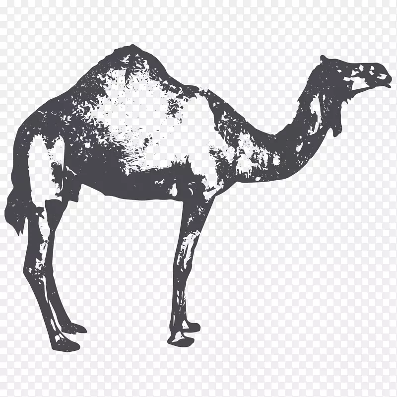 一只可爱的骆驼素描画