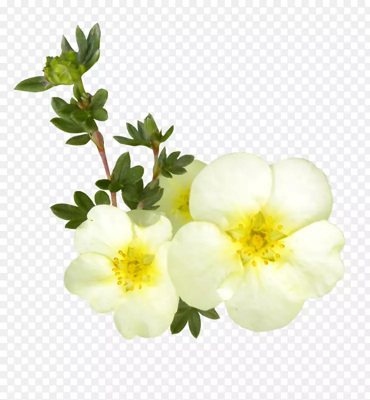 美丽的黄白色花朵